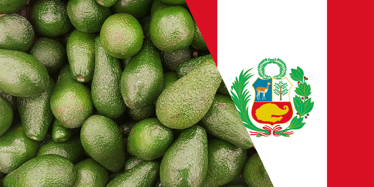 Perù, la nuova potenza dell’avocado: l’Europa resta la roccaforte dell'export